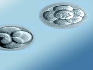 Read more about the article Difference between a Day 3 and a Day 5 Embryo Transfer