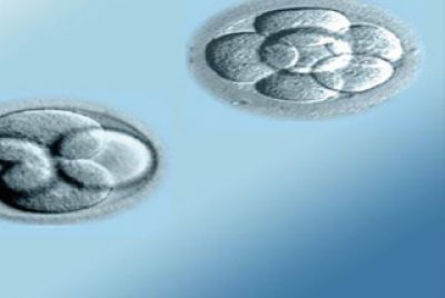 Difference between a Day 3 and a Day 5 Embryo Transfer