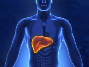Read more about the article How Liver problems forecast fertility trouble