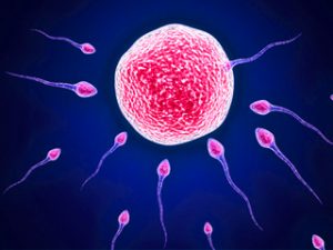 Read more about the article What is IUI and how is it performed?