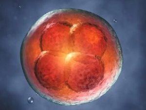 Read more about the article Why is Blastocyst Transfer better than a day 3 Transfer?