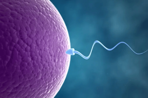 Female infertility guide