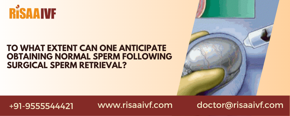 To what extent can one anticipate obtaining normal sperm following surgical sperm retrieval?