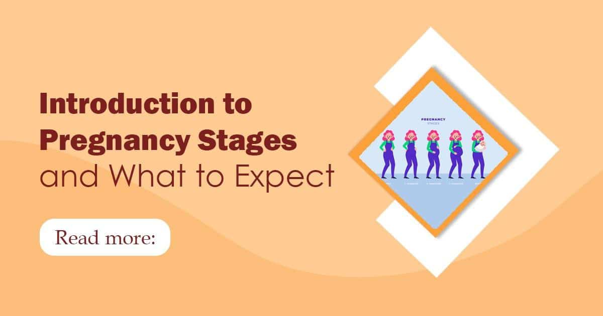pregnancy stages