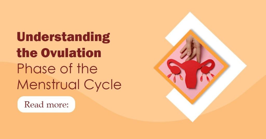ovulation phase